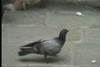 Pigeon