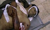 Syrian protestor shot dead