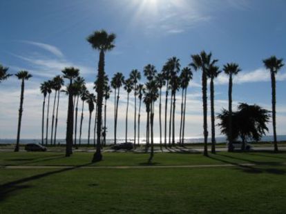 Californian Palm Trees